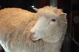 Dolly Sheep Wikipedia