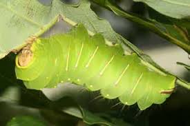 Giant Caterpillars Ohioline