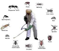 pest control chemicals auckland