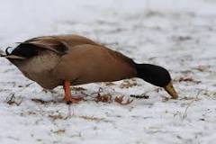 why-are-ducks-still-here-in-winter