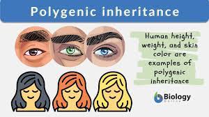 polygenic inheritance definition and