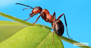 Was zu tun ist, hängt von der menge ab Ameisen Vertreiben Ohne Gift 10 Naturliche Hausmittel Fur Die Wohnung