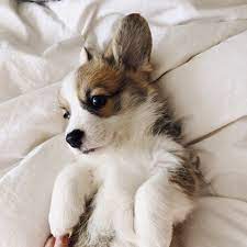 tips for first time corgi owners