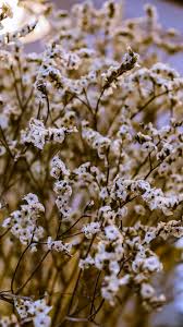 hd wallpaper white baby s breath