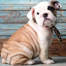 Only guaranteed quality, healthy puppies. Bulldog Puppies For Sale Puppyspot