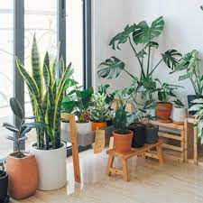 The Best And Worst Indoor Plants