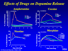 Levels Of Dopamine That You Get From Food Sex And Drugs