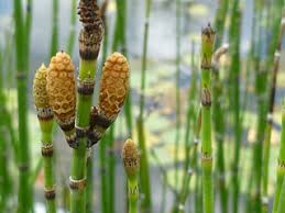 They say this is a partial shade to shade plant and does horsetails are among the oldest of all plants; Equisetum Hyemale Scouring Rush Horsetail Native Plants Of North America