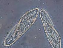 what-is-cilia-in-paramecium