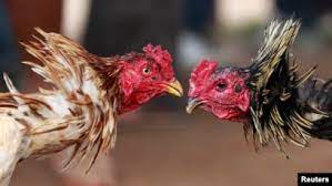 Putri Bangsawan Rumania Dihukum karena Bisnis Sabung Ayam