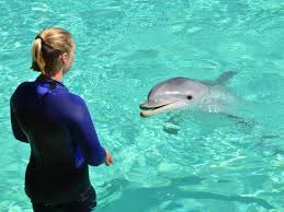 Read reviews, check out photos, and see which tour of seaworld is best for you. Seaworld San Diego Info Vom Usa Reisen Experten