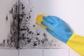 Mold In Your Bathroom