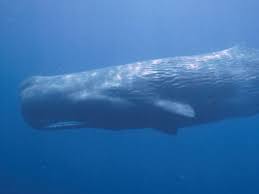 whale national geographic