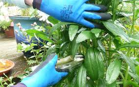 The Best Waterproof Gardening Gloves
