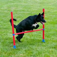 lixit jump bar dog agility starter