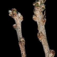 Colutea arborescens (bladder-senna): Go Botany