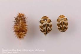 do you have carpet beetles in your home