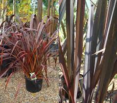 New Zealand Flax Plants Varieties And