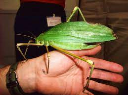 Гигантские насекомые. Самые большие и страшные жуки в мире. | Самое  интересное | Дзен