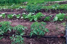 Vegetable Gardening A Beginner S Guide