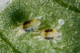 How to get rid of spider mites in flower beds. Spider Mites Kill Control And Prevent These Nasty Pests