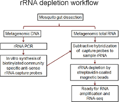 Flow Chart Showing The Procedural Steps Of Metagenomic Dna