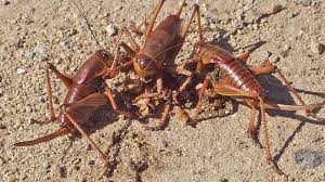 Idaho battling crop-killing cricket swarms