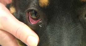dog pink eye diagnosis natural