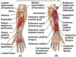It also helps bend the wrist in the direction of the thumb. Elbow And Forearm Muscle And Tendon Anatomy