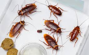 getting rid of roaches how to build a