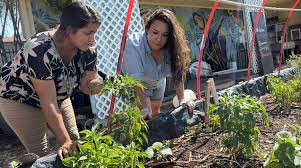 Backyard Garden Program