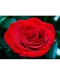 12 freedom long stem red roses the best
