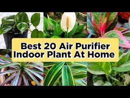 Best 20 Air Purifier Indoor Plant For