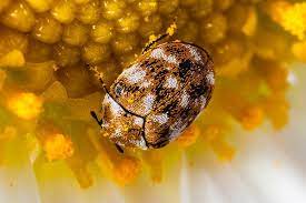 how to get rid of carpet beetles