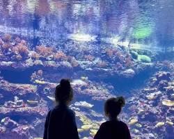 Image de Aller à l'aquarium avec des enfants