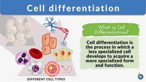 Cell differentiation - Definition and Examples - Biology Online Dictionary