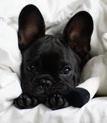 Now, you may be wondering why there's a separate category for female french bulldog names. 70 Female French Bulldog Names The Paws