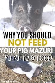 What Do You Feed Mini Pigs Avalonit Net