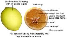 is-a-lemon-a-berry