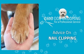 nail clipping elite dog grooming ltd