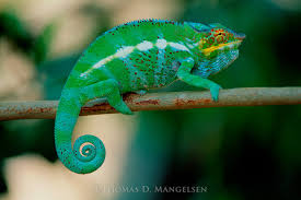 panther chameleon by thomas d mangelsen