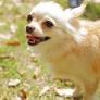 ギネス認定された23歳の「世界最年長犬」 長生きの裏には ...