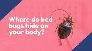 Where Do Bed Bugs Hide On Your