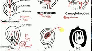L11: Types of Ovules- Anatropous, orthotropous, amphitropous, hemitropous,  Circinotropous - YouTube