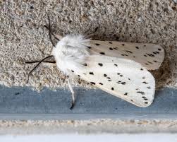 white moth species