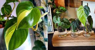 growing philodendron brasil in water