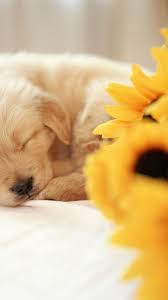 Cute Puppy iPhone Wallpapers - Top Free ...