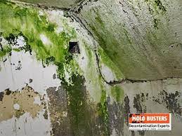 Is Green Mold Dangerous How To