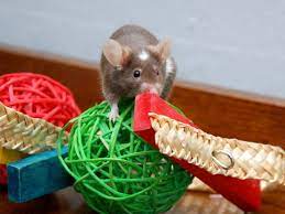 best toys for pet mice our picks to