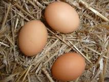 Comment conserver les œufs de nos poules ?